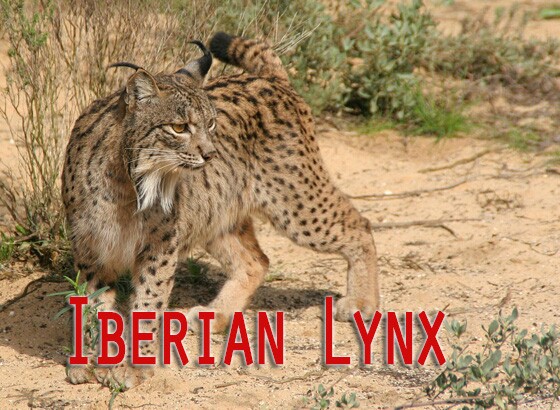 15 Things You Need to Know about the Iberian Lynx before This Most Endangered Cat Species in the World Disappears Completely