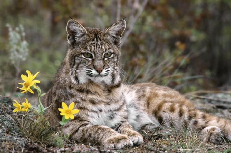 Iberian Lynx