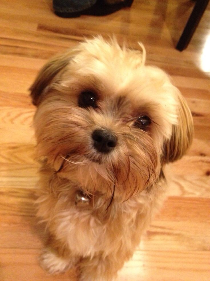 Shih Tzu Yorkie Mix