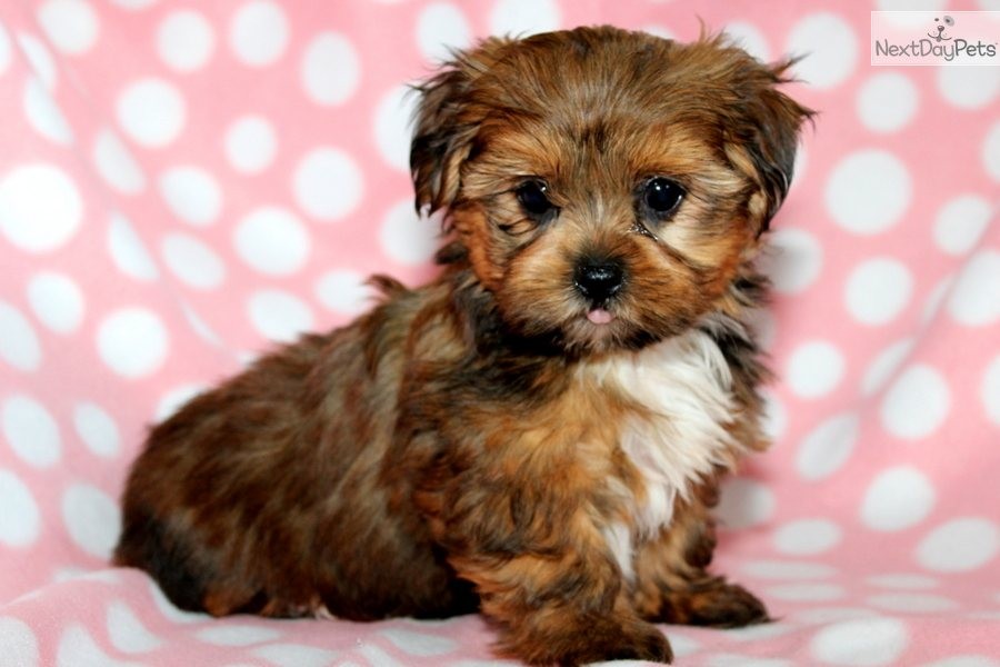 Ten Most Important Facts About the Shih Tzu Yorkie Mix